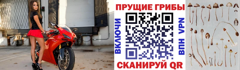 Псилоцибиновые грибы прущие грибы купить наркоту МЕГА ССЫЛКА Сураж
